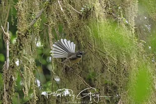 March 2025 : New Zealand South Island, Franz Joseph - Fantail