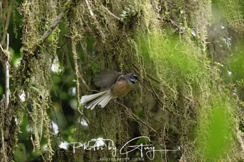 March 2025 : New Zealand South Island, Franz Joseph - Fantail