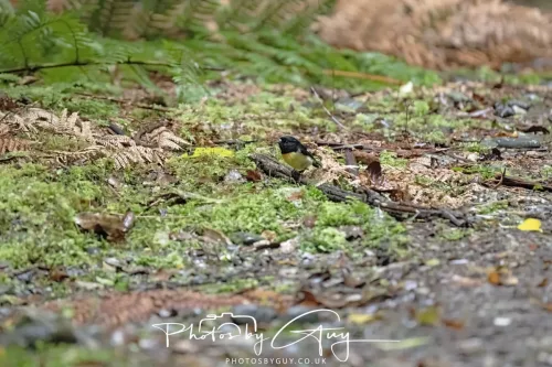 March 2025 : New Zealand South Island, Franz Joseph - Tomtit