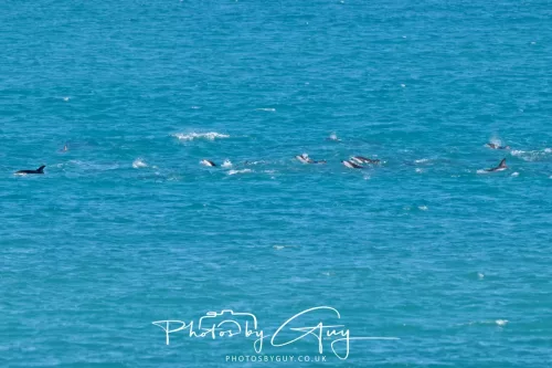 26 - 27 March 2025 - Kaikōura New zealand - Dusky Dolphins 