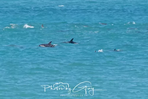 26 - 27 March 2025 - Kaikōura New zealand - Dusky Dolphins 