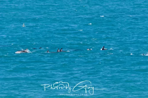 26 - 27 March 2025 - Kaikōura New zealand - Dusky Dolphins 