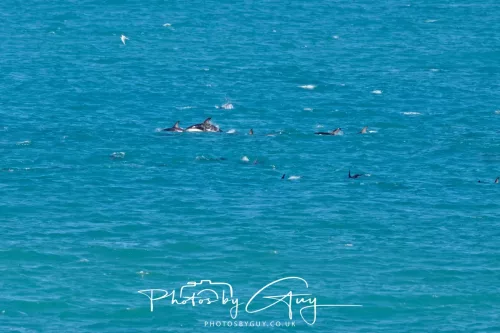 26 - 27 March 2025 - Kaikōura New zealand - Dusky Dolphins 