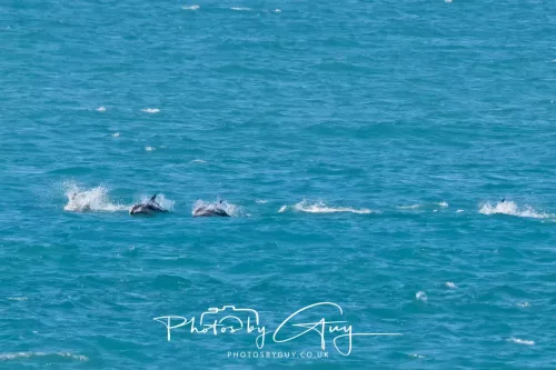 26 - 27 March 2025 - Kaikōura New zealand - Dusky Dolphins 