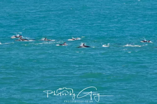 26 - 27 March 2025 - Kaikōura New zealand - Dusky Dolphins 