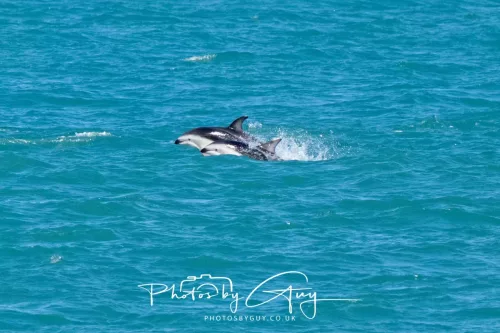 26 - 27 March 2025 - Kaikōura New zealand - Dusky Dolphins 