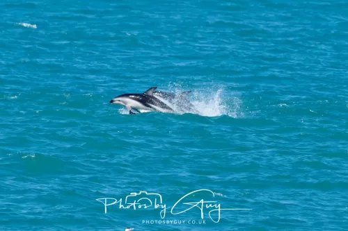 26 - 27 March 2025 - Kaikōura New zealand - Dusky Dolphins 