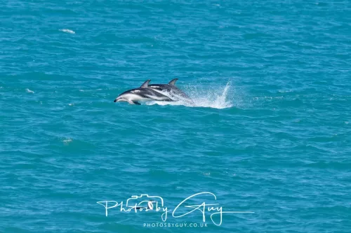 26 - 27 March 2025 - Kaikōura New zealand - Dusky Dolphins 