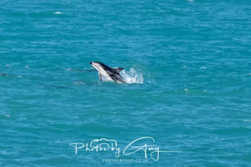 26 - 27 March 2025 - Kaikōura New zealand - Dusky Dolphins 