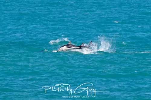 26 - 27 March 2025 - Kaikōura New zealand - Dusky Dolphins 