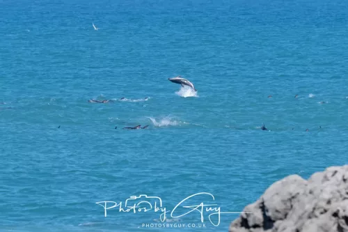 26 - 27 March 2025 - Kaikōura New zealand - Dusky Dolphins 