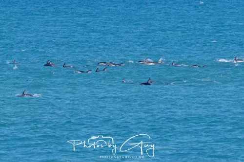 26 - 27 March 2025 - Kaikōura New zealand - Dusky Dolphins 