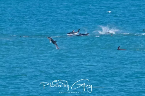 26 - 27 March 2025 - Kaikōura New zealand - Dusky Dolphins 