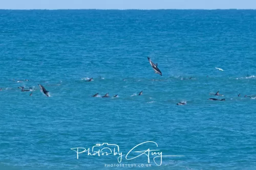 26 - 27 March 2025 - Kaikōura New zealand - Dusky Dolphins 