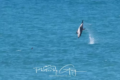 26 - 27 March 2025 - Kaikōura New zealand - Dusky Dolphins 