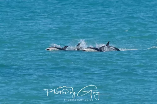 26 - 27 March 2025 - Kaikōura New zealand - Dusky Dolphins 