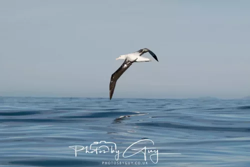 27 March 2025 - Kaikōura New zealand - White capped Albatross