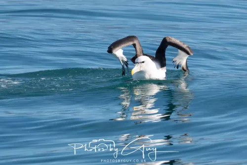 27 March 2025 - Kaikōura New zealand - White capped Albatross