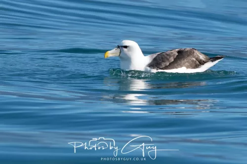 27 March 2025 - Kaikōura New zealand - White capped Albatross