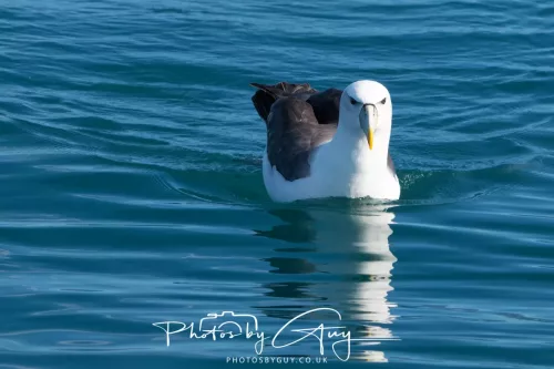 27 March 2025 - Kaikōura New zealand - White capped Albatross