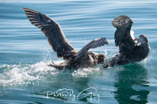 27 March 2025 - Kaikōura New zealand - Northern Giant Petrel