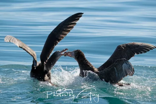 27 March 2025 - Kaikōura New zealand - Northern Giant Petrel