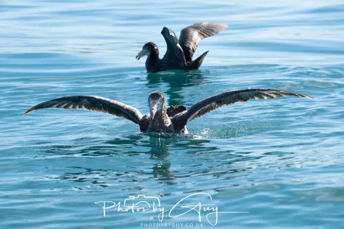 27 March 2025 - Kaikōura New zealand - Northern Giant Petrel