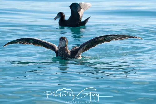 27 March 2025 - Kaikōura New zealand - Northern Giant Petrel