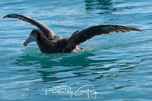 27 March 2025 - Kaikōura New zealand - Northern Giant Petrel
