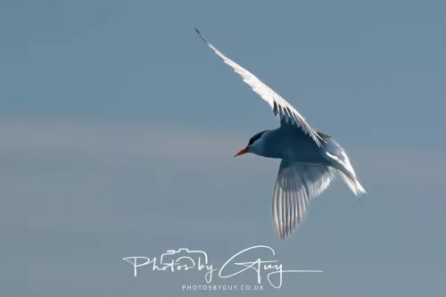 27 March 2025 - Kaikōura New zealand - Red Billed Gull