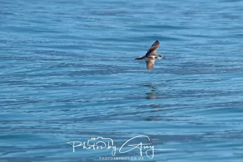 27 March 2025 - Kaikōura New zealand - Huttons Shearwater