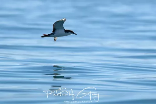 27 March 2025 - Kaikōura New zealand - Storm Petrel