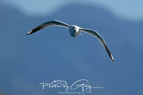 27 March 2025 - Kaikōura New zealand - Red Billed Gull