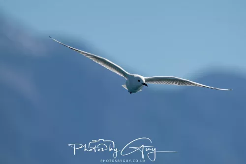 27 March 2025 - Kaikōura New zealand - Red Billed Gull