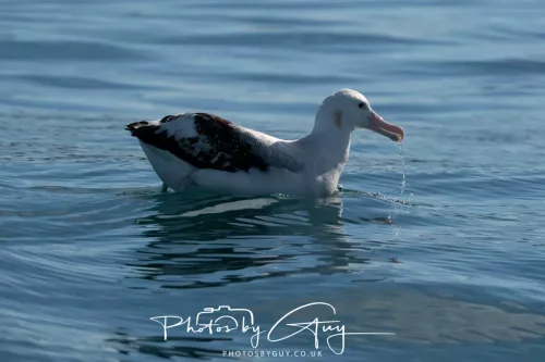 27 March 2025 - Kaikōura New zealand - Wandering Albatross