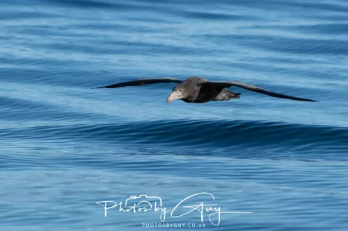 27 March 2025 - Kaikōura New zealand - Northern Giant Petrel