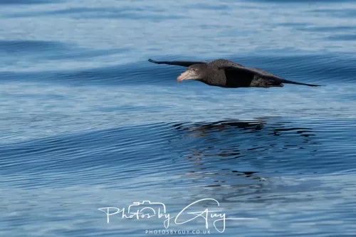 27 March 2025 - Kaikōura New zealand - Northern Giant Petrel