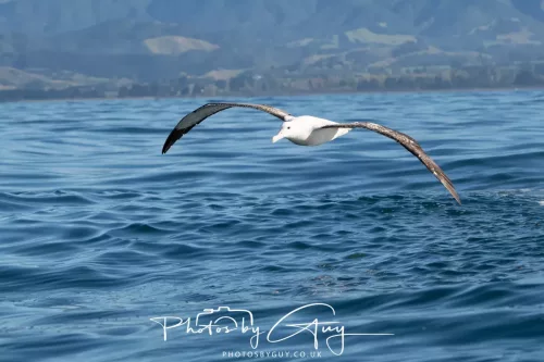 March 2025 - Kaikōura New zealand -white capped albatross