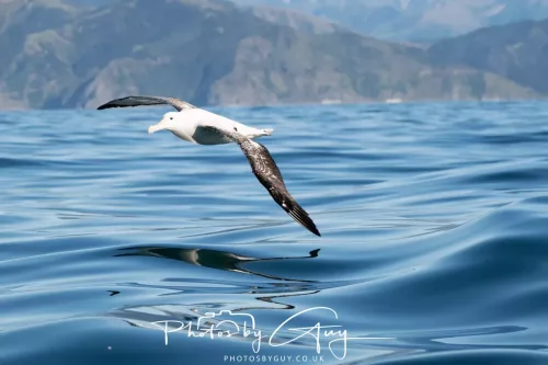 March 2025 - Kaikōura New zealand -wandering albatross