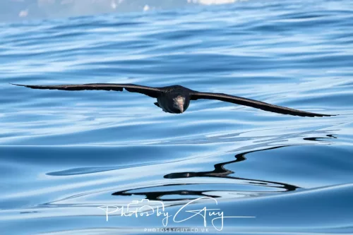 March 2025 - Kaikōura New zealand -northern petrel