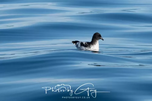 March 2025 - Kaikōura New zealand -capepetrel