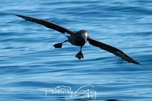 March 2025 - Kaikōura New zealand -northern petrel