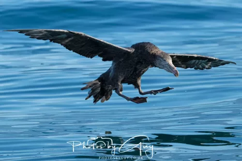 March 2025 - Kaikōura New zealand -northern petrel
