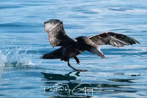 March 2025 - Kaikōura New zealand -northern petrel
