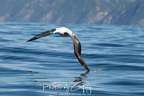 27 March 2025 - Kaikōura New zealand -white capped albatross
