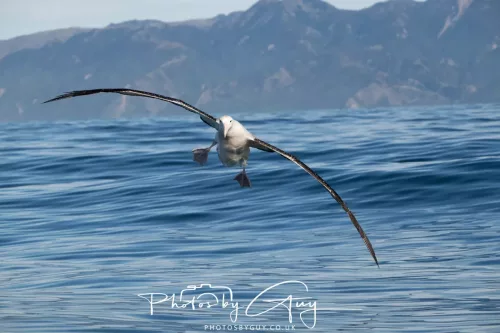 27 March 2025 - Kaikōura New zealand -white capped albatross