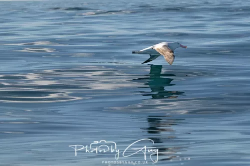 27 March 2025 - Kaikōura New zealand -wandering albatross