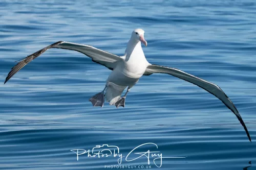 27 March 2025 - Kaikōura New zealand -Gibsons albatross