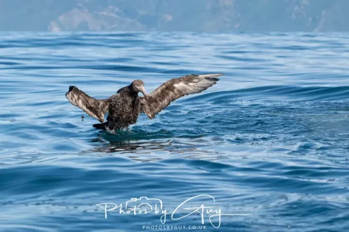 27 March 2025 - Kaikōura New zealand -Northern petrel