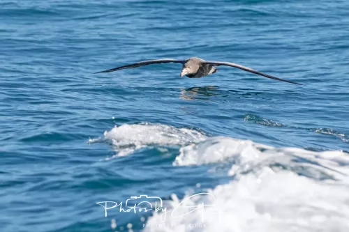 27 March 2025 - Kaikōura New zealand - Northern great albatross 